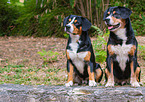 zwei Entlebucher Sennenhunde