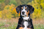 Entlebucher Sennenhund Portrait