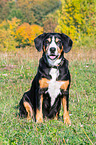 sitzender Entlebucher Sennenhund