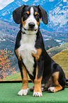 sitzender Entlebucher Sennenhund