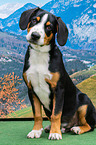 sitzender Entlebucher Sennenhund