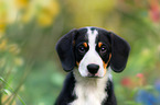 Entlebucher Sennenhund