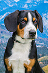 Entlebucher Sennenhund Portrait
