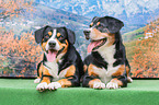 liegende Entlebucher Sennenhunde