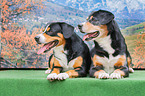 liegende Entlebucher Sennenhunde