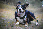 spielender Entlebucher Sennenhund