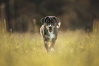 Entlebucher Sennenhund Welpen