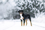 Entlebucher Sennenhund im Winter