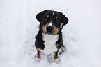 Entlebucher Sennenhund im Winter