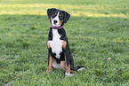 junger Entlebucher Sennenhund