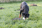 junger Entlebucher Sennenhund