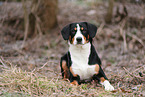 Entlebucher Sennenhund