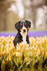 Entlebucher Sennenhund