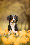 Entlebucher Sennenhund