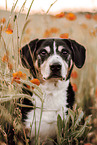 Entlebucher Sennenhund