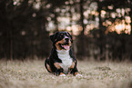 Entlebucher Sennenhund