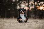 Entlebucher Sennenhund