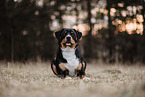 Entlebucher Sennenhund