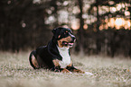 Entlebucher Sennenhund