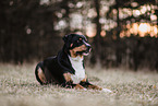 Entlebucher Sennenhund