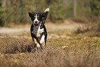 Entlebucher Sennenhund