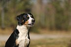 Entlebucher Sennenhund