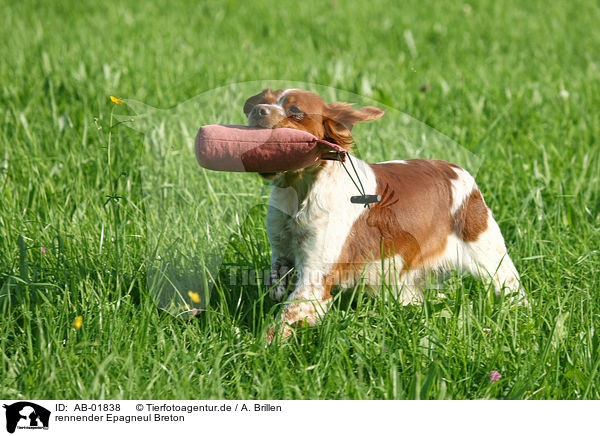 rennender Epagneul Breton / running Epagneul Breton / AB-01838