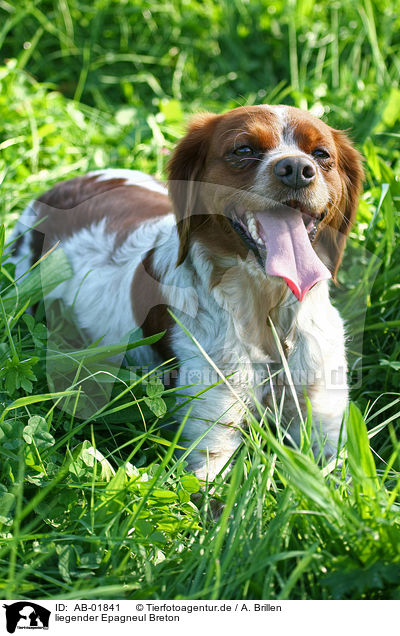 liegender Epagneul Breton / lying Epagneul Breton / AB-01841