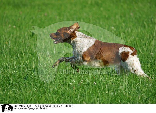 rennender Epagneul Breton / running Epagneul Breton / AB-01887