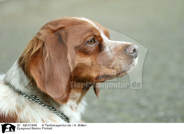 Epagneul Breton Portrait / Brittany Spaniel Portrait / AB-01896