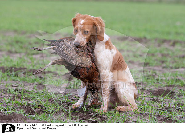 Epagneul Breton mit Fasan / Epagneul Breton with pheasant / KF-02147