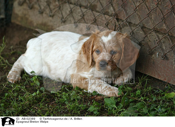 Epagneul Breton Welpe / Epagneul Breton Puppy / AB-02389