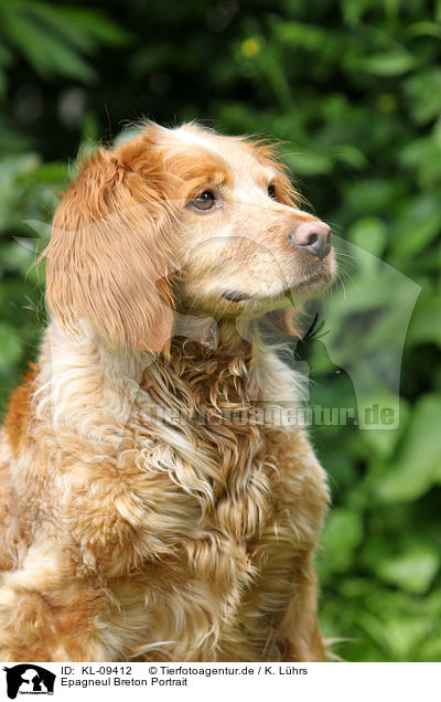 Epagneul Breton Portrait / Brittany Spaniel Portrait / KL-09412