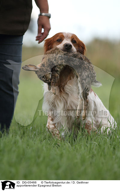 apportierender Epagneul Breton / retrieving Epagneul Breton / DG-05466