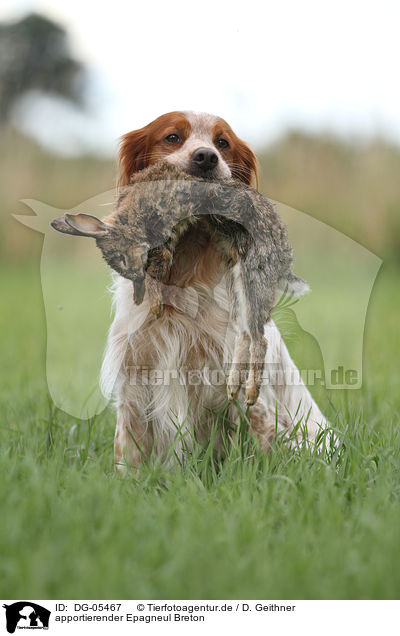 apportierender Epagneul Breton / retrieving Epagneul Breton / DG-05467