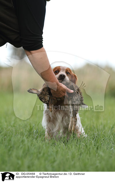 apportierender Epagneul Breton / retrieving Epagneul Breton / DG-05468