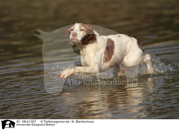 rennender Epagneul Breton / running Epagneul Breton / KB-01367