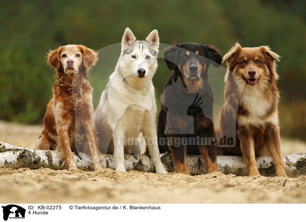 4 Hunde / 4 dogs / KB-02275