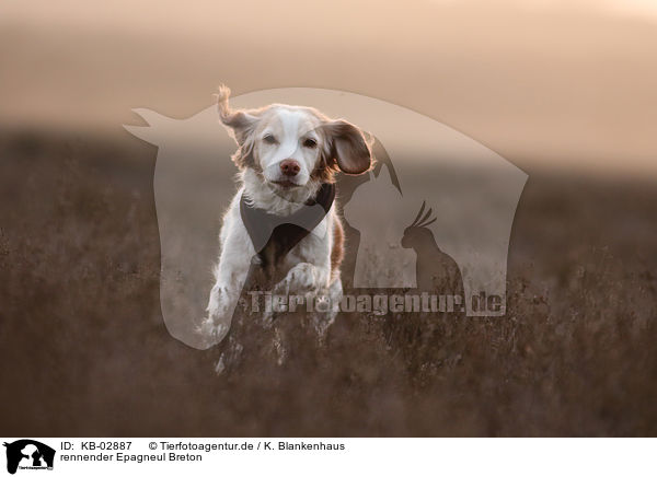 rennender Epagneul Breton / running Epagneul Breton / KB-02887