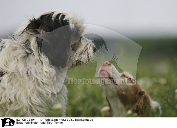 Epagneul Breton und Tibet-Terrier / KB-02894