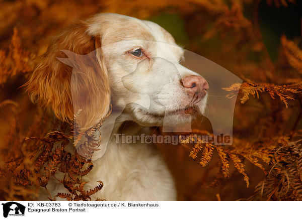 Epagneul Breton Portrait / Brittany Spaniel Portrait / KB-03783