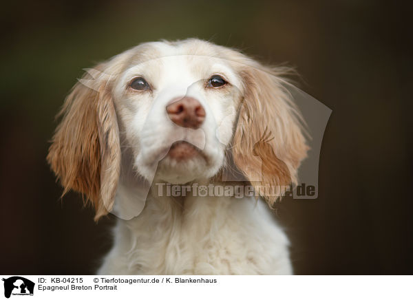 Epagneul Breton Portrait / KB-04215