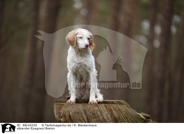 sitzender Epagneul Breton / KB-04230