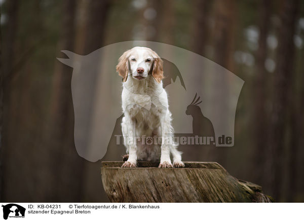 sitzender Epagneul Breton / sitting Brittany Spaniel / KB-04231