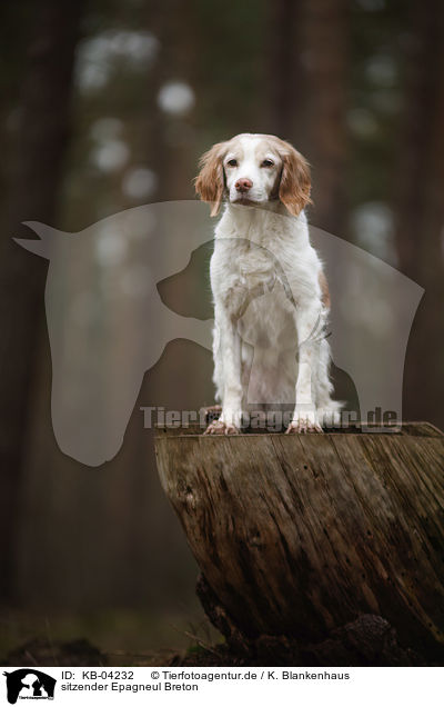 sitzender Epagneul Breton / sitting Brittany Spaniel / KB-04232