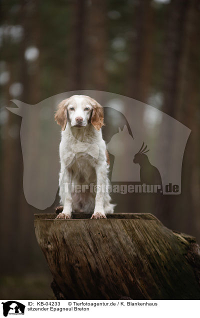 sitzender Epagneul Breton / KB-04233
