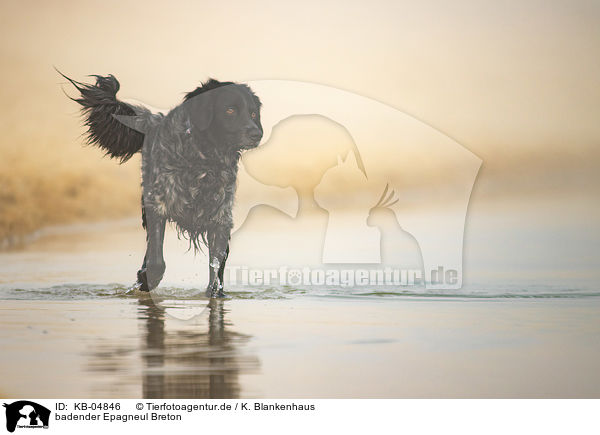badender Epagneul Breton / KB-04846