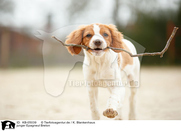 junger Epagneul Breton / KB-05039