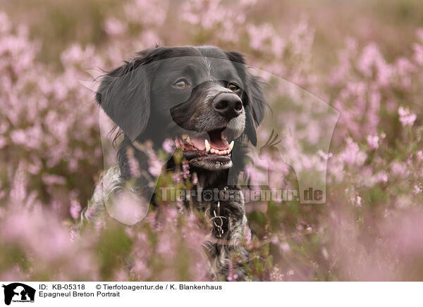 Epagneul Breton Portrait / Epagneul Breton Portrait / KB-05318