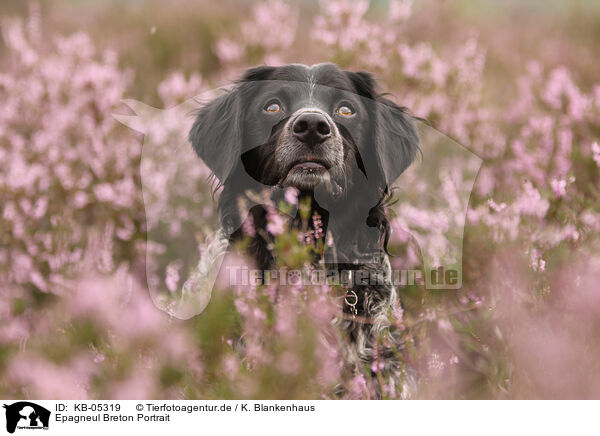 Epagneul Breton Portrait / Epagneul Breton Portrait / KB-05319